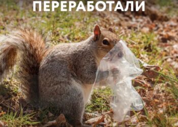 Узнай больше от экологии!🌿